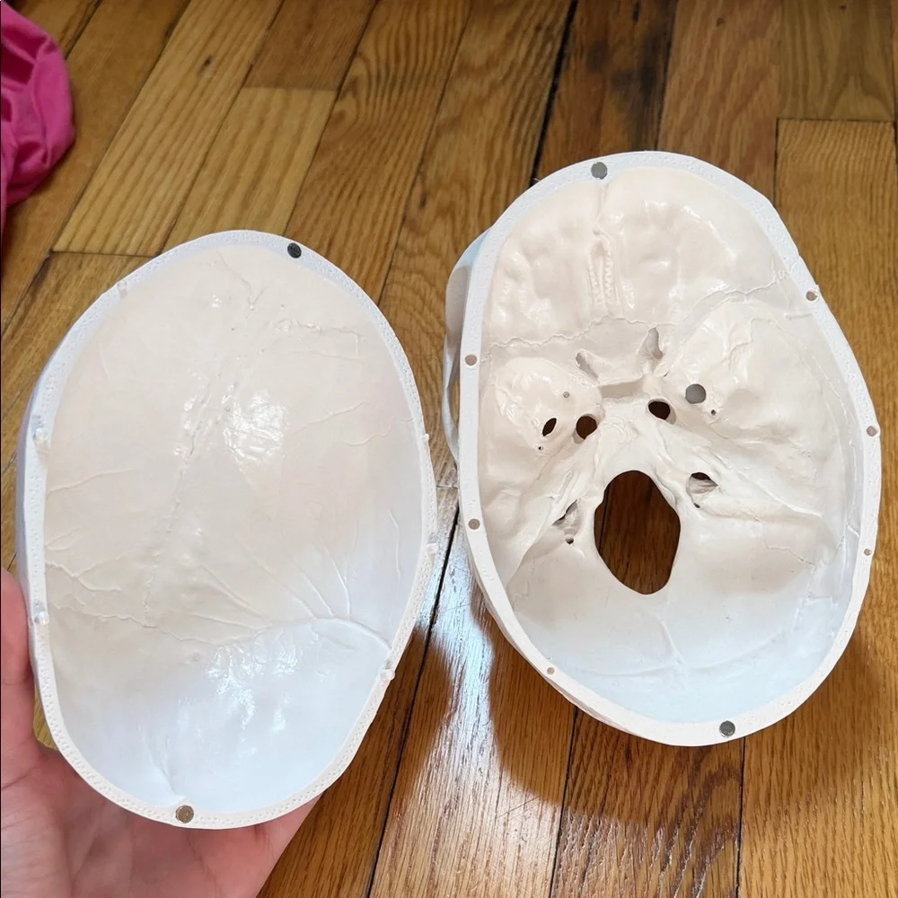 Anatomy Skull Study Model - Picture 2 of 3